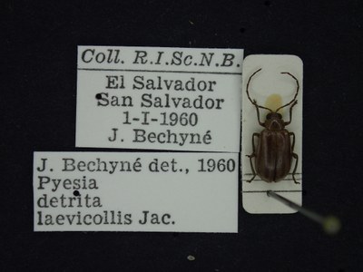 BE-RBINS-ENT Pyesia detrita laevicollis K36_D02_013 Label.JPG BE-RBINS-ENT Pyesia detrita laevicollis K36_D02_013 Label.JPG