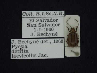 BE-RBINS-ENT Pyesia detrita laevicollis K36_D02_014 Label.JPG BE-RBINS-ENT Pyesia detrita laevicollis K36_D02_014 Label.JPG