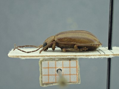 BE-RBINS-ENT Pyesia detrita laevicollis K36_D02_015 Lateral.jpg BE-RBINS-ENT Pyesia detrita laevicollis K36_D02_015 Lateral.jpg