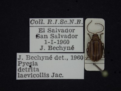BE-RBINS-ENT Pyesia detrita laevicollis K36_D02_016 Label.JPG BE-RBINS-ENT Pyesia detrita laevicollis K36_D02_016 Label.JPG