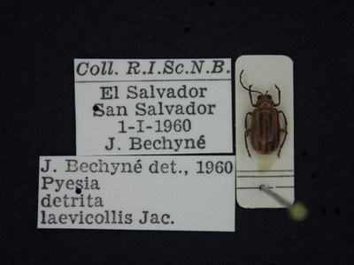 BE-RBINS-ENT Pyesia detrita laevicollis K36_D02_017 Label.JPG BE-RBINS-ENT Pyesia detrita laevicollis K36_D02_017 Label.JPG