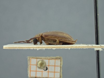 BE-RBINS-ENT Pyesia detrita laevicollis K36_D02_017 Lateral.jpg BE-RBINS-ENT Pyesia detrita laevicollis K36_D02_017 Lateral.jpg