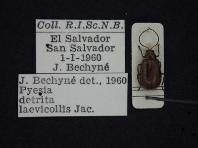 BE-RBINS-ENT Pyesia detrita laevicollis K36_D02_018 Label.JPG BE-RBINS-ENT Pyesia detrita laevicollis K36_D02_018 Label.JPG