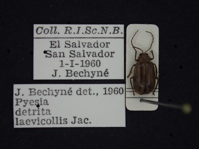 BE-RBINS-ENT Pyesia detrita laevicollis K36_D02_019 Label.JPG BE-RBINS-ENT Pyesia detrita laevicollis K36_D02_019 Label.JPG