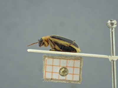 BE-RBINS-ENT Acalymma xanthographum K36_D02_034 Lateral.jpg BE-RBINS-ENT Acalymma xanthographum K36_D02_034 Lateral.jpg