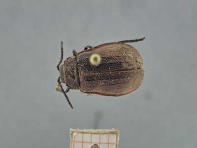 BE-RBINS-ENT K36_D02_039 Dorsal.jpg