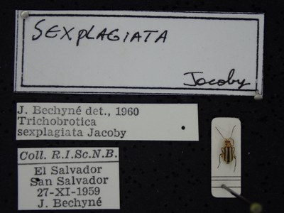 BE-RBINS-ENT Trichobrotica sexplagiata K36_D165_153 Label.JPG BE-RBINS-ENT Trichobrotica sexplagiata K36_D165_153 Label.JPG