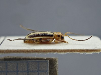 BE-RBINS-ENT Trichobrotica sexplagiata K36_D165_153 Lateral.jpg BE-RBINS-ENT Trichobrotica sexplagiata K36_D165_153 Lateral.jpg
