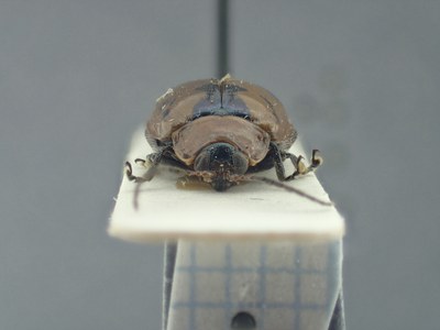 BE-RBINS-ENT Alagoasa bipunctata K39_D01_017 Frontal.jpg