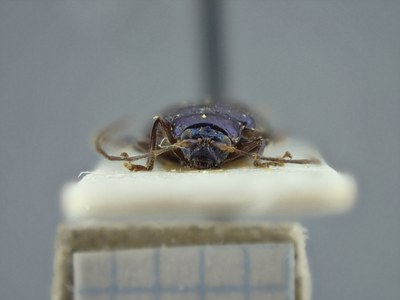 BE-RBINS-ENT Deuteraltica longicornis K39_D04_001 Frontal.jpg BE-RBINS-ENT Deuteraltica longicornis K39_D04_001 Frontal.jpg