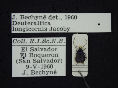 BE-RBINS-ENT Deuteraltica longicornis K39_D04_001 Label.JPG BE-RBINS-ENT Deuteraltica longicornis K39_D04_001 Label.JPG