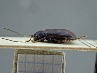 BE-RBINS-ENT Deuteraltica longicornis K39_D04_001 Lateral.jpg BE-RBINS-ENT Deuteraltica longicornis K39_D04_001 Lateral.jpg