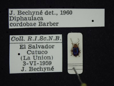 BE-RBINS-ENT Diphaulaca aulica cordobae K39_D04_105 Label.JPG BE-RBINS-ENT Diphaulaca aulica cordobae K39_D04_105 Label.JPG
