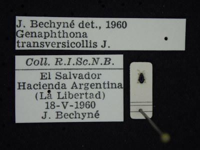 BE-RBINS-ENT Genaphthona transversicollis K39_D06_054 Label.JPG BE-RBINS-ENT Genaphthona transversicollis K39_D06_054 Label.JPG