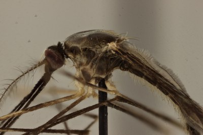 BE-RBINS-ENT Anopheles (Anopheles) plumbeus L detail thorax M17M0059.jpg BE-RBINS-ENT Anopheles (Anopheles) plumbeus L detail thorax M17M0059.jpg