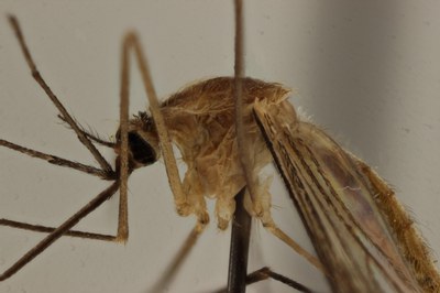 BE-RBINS-ENT Anopheles claviger detail thorax lateral M17M0135.jpg BE-RBINS-ENT Anopheles claviger detail thorax lateral M17M0135.jpg