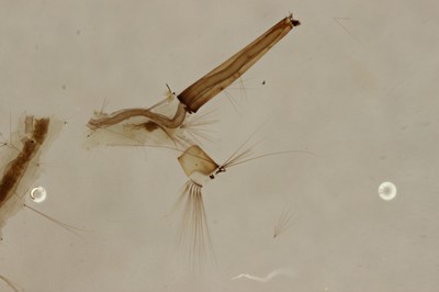 BE-RBINS-ENT Culex (Culex) pipiens or Culex (Culex) torrentium S M17L0060.jpg BE-RBINS-ENT Culex (Culex) pipiens or Culex (Culex) torrentium S M17L0060.jpg