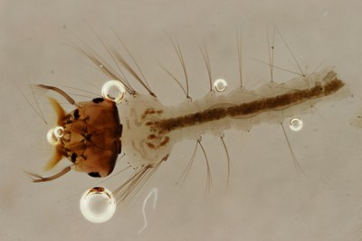 BE-RBINS-ENT Culex (Culex) pipiens or Culex (Culex) torrentium D M17L0060.jpg BE-RBINS-ENT Culex (Culex) pipiens or Culex (Culex) torrentium D M17L0060.jpg