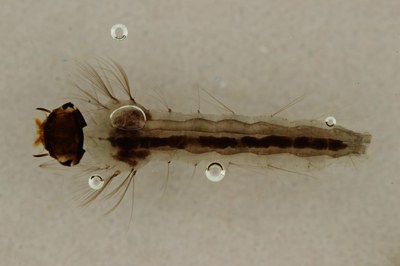 BE-RBINS-ENT Culiseta (Allotheobaldia) longiareolata D M17L0127.jpg BE-RBINS-ENT Culiseta (Allotheobaldia) longiareolata D M17L0127.jpg