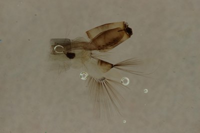 BE-RBINS-ENT Culiseta (Allotheobaldia) longiareolata S M17L0127.jpg BE-RBINS-ENT Culiseta (Allotheobaldia) longiareolata S M17L0127.jpg