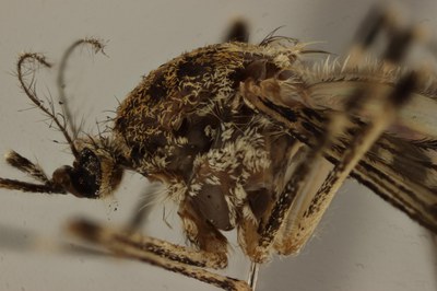 BE-RBINS-ENT Culiseta (Culiseta) annulata L detail thorax M17M0035.jpg BE-RBINS-ENT Culiseta (Culiseta) annulata L detail thorax M17M0035.jpg
