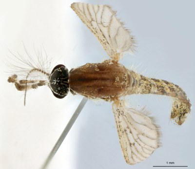BE-RBINS-ENT Culiseta (Allotheobaldia) longiareolata M18B0317 D.jpg BE-RBINS-ENT Culiseta (Allotheobaldia) longiareolata M18B0317 D.jpg