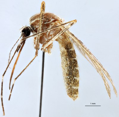 BE-RBINS-ENT Culiseta (Allotheobaldia) longiareolata M18B0397 L.jpg BE-RBINS-ENT Culiseta (Allotheobaldia) longiareolata M18B0397 L.jpg