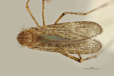 BE-RBINS-ENT Coquillettidia (Coquillettidia) richardii M18G0012 D.jpg BE-RBINS-ENT Coquillettidia (Coquillettidia) richardii M18G0012 D.jpg
