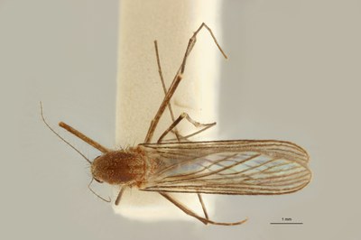 BE-RBINS-ENT Culex (Culex) pipiens or Culex (Culex) torrentium M18G0013 D.jpg BE-RBINS-ENT Culex (Culex) pipiens or Culex (Culex) torrentium M18G0013 D.jpg