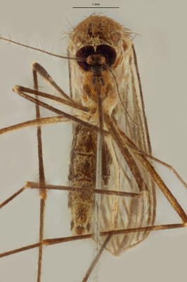 BE-RBINS-ENT Culex (Culex) pipiens or Culex (Culex) torrentium M18G0013 F.jpg BE-RBINS-ENT Culex (Culex) pipiens or Culex (Culex) torrentium M18G0013 F.jpg