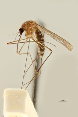 BE-RBINS-ENT Culex (Culex) pipiens or Culex (Culex) torrentium M18G0013 L.jpg BE-RBINS-ENT Culex (Culex) pipiens or Culex (Culex) torrentium M18G0013 L.jpg