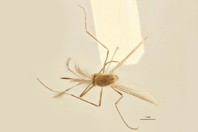 BE-RBINS-ENT Culex (Culex) pipiens or Culex (Culex) torrentium M18L0238 D.jpg BE-RBINS-ENT Culex (Culex) pipiens or Culex (Culex) torrentium M18L0238 D.jpg