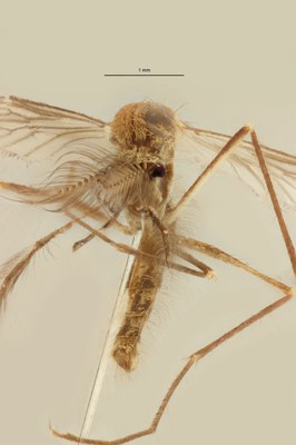 BE-RBINS-ENT Culex (Culex) pipiens or Culex (Culex) torrentium M18L0238 F.jpg BE-RBINS-ENT Culex (Culex) pipiens or Culex (Culex) torrentium M18L0238 F.jpg