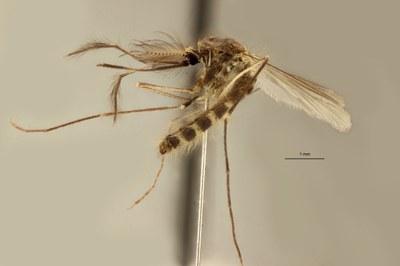 BE-RBINS-ENT Culex (Culex) pipiens or Culex (Culex) torrentium M18L0238 L.jpg BE-RBINS-ENT Culex (Culex) pipiens or Culex (Culex) torrentium M18L0238 L.jpg