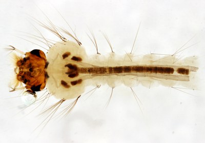 BE-RBINS-ENT Culex (Culex) pipiens or Culex (Culex) torrentium M18L0600 D ZS PMax.jpg BE-RBINS-ENT Culex (Culex) pipiens or Culex (Culex) torrentium M18L0600 D ZS PMax.jpg