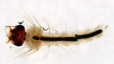 BE-RBINS-ENT Culex (Culex) pipiens or Culex (Culex) torrentium M18L0635 D ZS PMax.jpg BE-RBINS-ENT Culex (Culex) pipiens or Culex (Culex) torrentium M18L0635 D ZS PMax.jpg