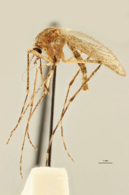 BE-RBINS-ENT Coquillettidia (Coquillettidia) richardii M18M0048 L.jpg BE-RBINS-ENT Coquillettidia (Coquillettidia) richardii M18M0048 L.jpg