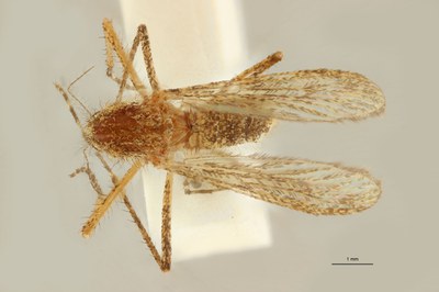 BE-RBINS-ENT Coquillettidia (Coquillettidia) richardii M18M0048 D.jpg BE-RBINS-ENT Coquillettidia (Coquillettidia) richardii M18M0048 D.jpg