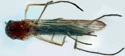 BE-RBINS-ENT Aedes (Aedes) cinereus or Aedes (Aedes) geminus M18M0051 D.jpg BE-RBINS-ENT Aedes (Aedes) cinereus or Aedes (Aedes) geminus M18M0051 D.jpg