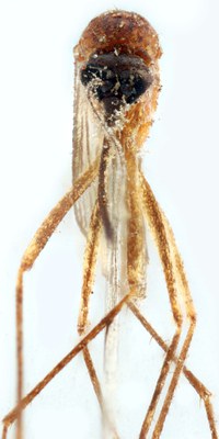 BE-RBINS-ENT Aedes (Aedes) cinereus or Aedes (Aedes) geminus M18M0051 F.jpg BE-RBINS-ENT Aedes (Aedes) cinereus or Aedes (Aedes) geminus M18M0051 F.jpg