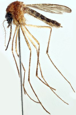 BE-RBINS-ENT Aedes (Aedes) cinereus or Aedes (Aedes) geminus M18M0051 L.jpg BE-RBINS-ENT Aedes (Aedes) cinereus or Aedes (Aedes) geminus M18M0051 L.jpg