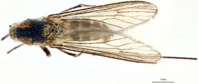 BE-RBINS-ENT Aedes (Ochlerotatus) punctor M18M0052 D.jpg