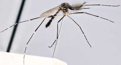 BE-RBINS-ENT Aedes (Finlaya) koreicus (male) L Breeding experimentgekweekt.jpg BE-RBINS-ENT Aedes (Finlaya) koreicus (male) L Breeding experimentgekweekt.jpg