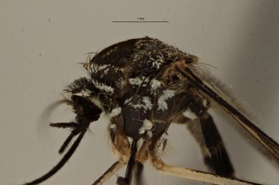 BE-RBINS-ENT Aedes (Finlaya) koreicus female L detail thorax 2017.jpg BE-RBINS-ENT Aedes (Finlaya) koreicus female L detail thorax 2017.jpg