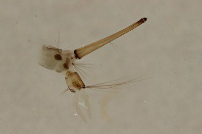 BE-RBINS-ENT Culex (Maillotia) hortensis S M17L0002.jpg