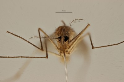BE-RBINS-ENT Culex (Culex) pipiens F M17M0182.jpg