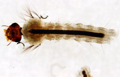 BE-RBINS-ENT Aedes (Ochlerotatus) cantans M18L0050 D ZS PMax.jpg BE-RBINS-ENT Aedes (Ochlerotatus) cantans M18L0050 D ZS PMax.jpg