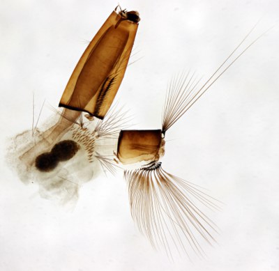 BE-RBINS-ENT Aedes (Ochlerotatus) cantans M18L0050 L ZS PMax.jpg BE-RBINS-ENT Aedes (Ochlerotatus) cantans M18L0050 L ZS PMax.jpg