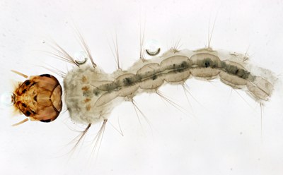 BE-RBINS-ENT Aedes (Stegomyia) albopictus M18L0466 D ZS PMax.jpg BE-RBINS-ENT Aedes (Stegomyia) albopictus M18L0466 D ZS PMax.jpg