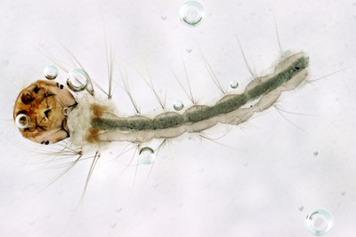 BE-RBINS ENT Aedes stegomyia albopictus M18l0569 D ZS PMax.jpg BE-RBINS ENT Aedes stegomyia albopictus M18l0569 D ZS PMax.jpg